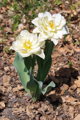 tulipes_blanc-creme_alea.jpg
