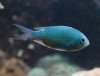 Le poisson-demoiselle bleu-vert