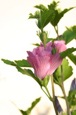 hibiscus-rose_alea.jpg