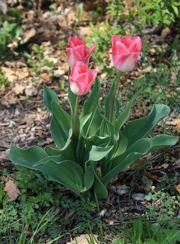 tulipes-roses-blanche_alea.jpg