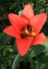 Coeur de tulipe rouge